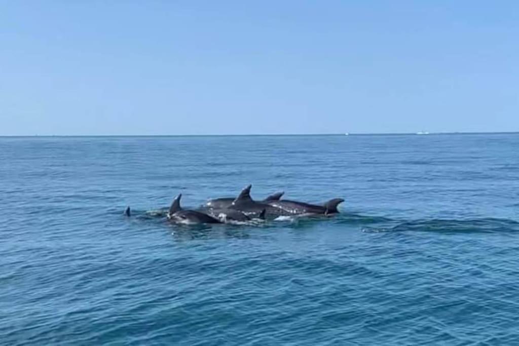 Hebergement Insolite Studio Grau Du Roi Mas Des Marines Piscine Le Grau-du-Roi Buitenkant foto